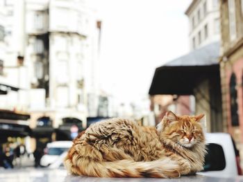 Cat in a city