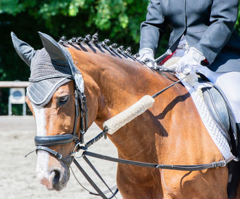 Horse riding horses