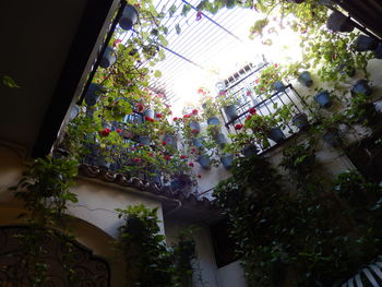 Low angle view of potted plants on building