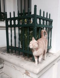 Cat on railing