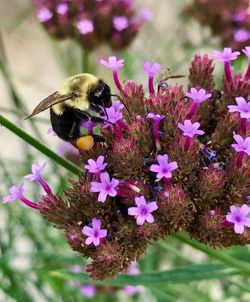 Close-up of bee on purple flowers