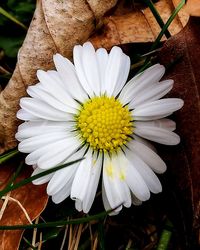 Close-up of white daisy flower