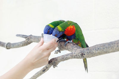 Person zoo worker feeding lorikeet parrots. beautiful wild tropical animals birds sitting on tree 