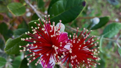 Close-up of pink flowers