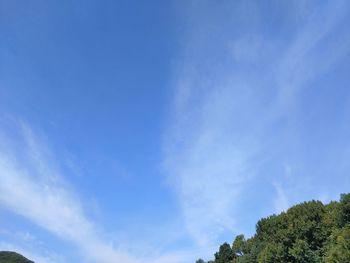 Low angle view of trees against blue sky