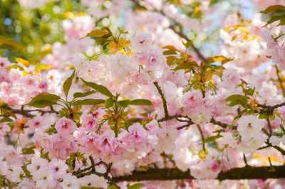 Close-up of pink flowers