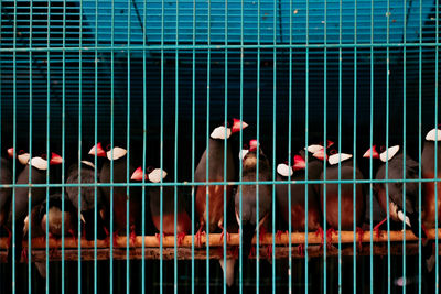 View of birds in cage