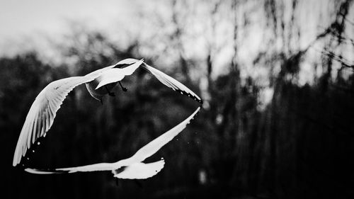 Low angle view of bird against sky