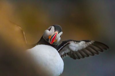 Close-up of bird flying