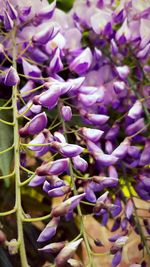 Close-up of purple flowers