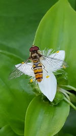 Close-up of butterfly on leaf