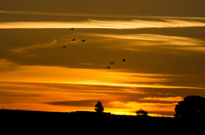 Silhouette of birds flying in sky during sunset