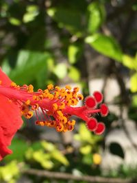 Close-up of red flowering plant growing outdoors