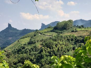 Scenic view of vineyard against sky