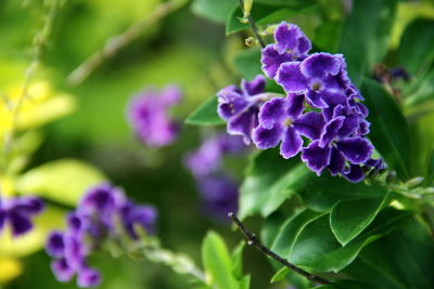 Close-up of purple flowering plant