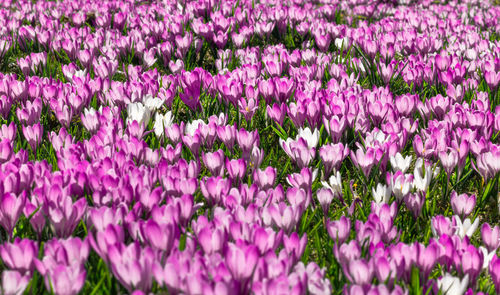 Close-up of pink flowering plants on field