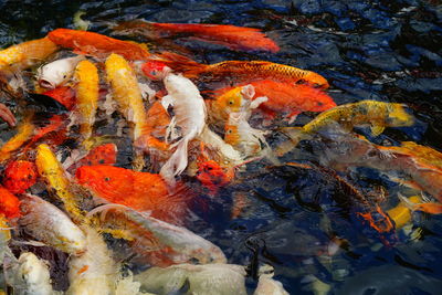 High angle view of koi carps in pond