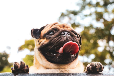 Close-up of a dog looking away