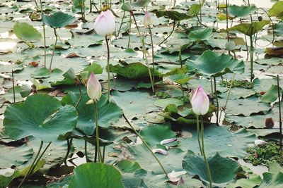 Close-up of lotus water lily in lake