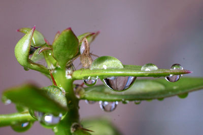 Close-up of water drops on plant