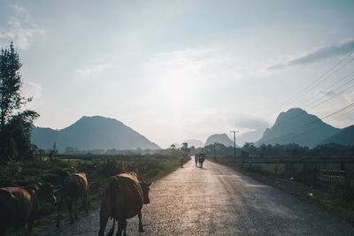 Horses on road against sky