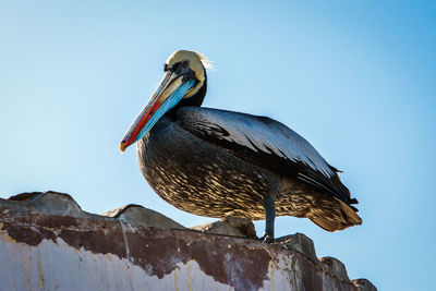 Low angle view of pelican perching on roof against sky
