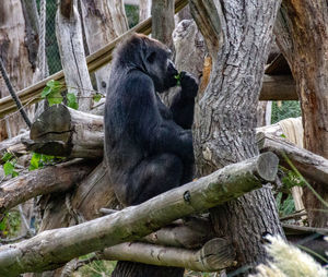 Monkey sitting on tree trunk in zoo