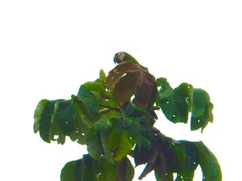 Low angle view of green perching on plant against white background
