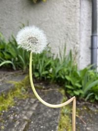 plant