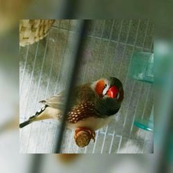 High angle view of bird on floor