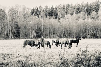 Horses grazing in a field