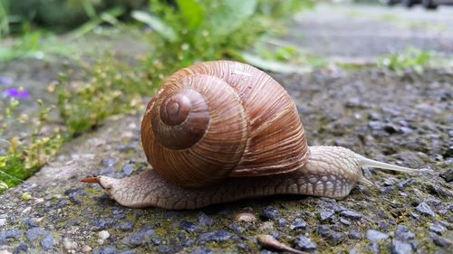 Close-up of snail on ground