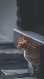 animal
