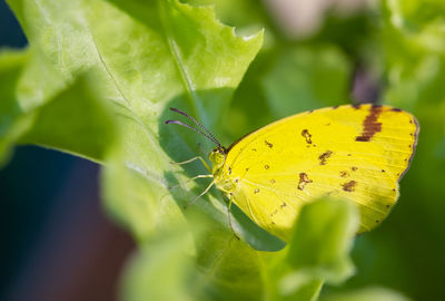 Close-up of butterfly on leaf