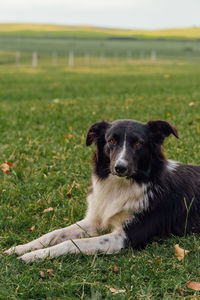 Portrait of dog sitting on field