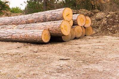 Stack of logs in forest