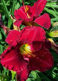Close-up of red flowers