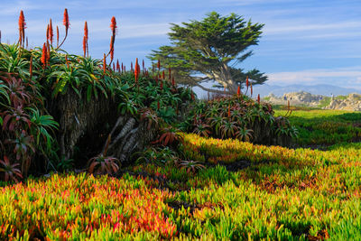 Scenic view of flowering plants on field against sky