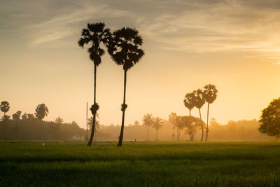 Palm trees on field against sky during sunset