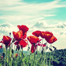 Close-up of red poppy flower in field