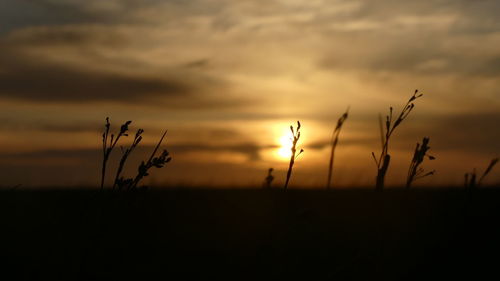 Silhouette plants on field against sky at sunset