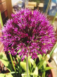 Close-up of purple flowers blooming outdoors