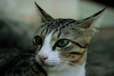 Close-up of a cat looking away