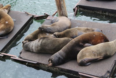 High angle view of sea resting