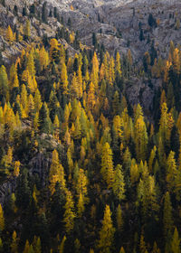 High angle view of yellow autumn trees