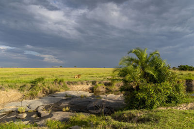 A lion couple breed in the savannah