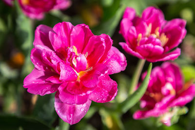 Close-up of pink flowering plant