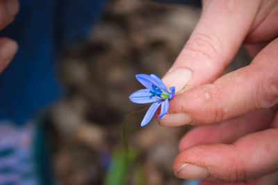 Close-up of hand holding purple flower