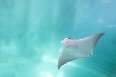 Close-up of stingray swimming undersea