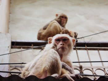 Side view of two monkeys looking away